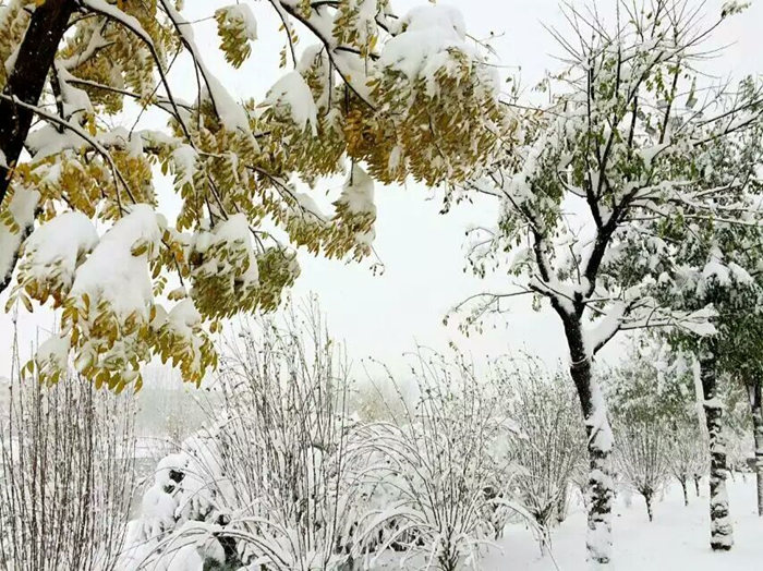 瑞雪兆豐年，踏雪沃爾華
